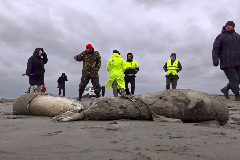 In this image taken from footage provided by the RU-RTR Russian television on Sunday, Dec. 4, 2022, Journalists and Interdistrict Environmental Prosecutor's Office employees walk near the bodies of dead seals on shore of the Caspian Sea, Dagestan. About 700 endangered seals were found dead on the coast of the Caspian Sea in Dagestan. According to the local authorities, the reason for the death has not been established yet, and the number of dead animals may increase. Specialists of the Russian Federal Fisheries Agency and the Environmental Prosecutor's Office are inspecting the coastline and collecting data for laboratory research. (RU-RTR Russian Television via AP)
