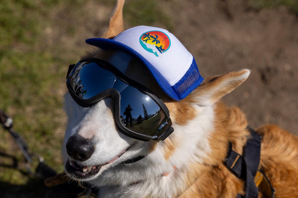 Corgi "Indy" is set to join solar eclipse watchers at Griffith Observatory.