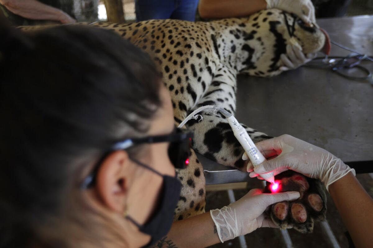 Un veterinario cura las patas de un jaguar llamado Ousado