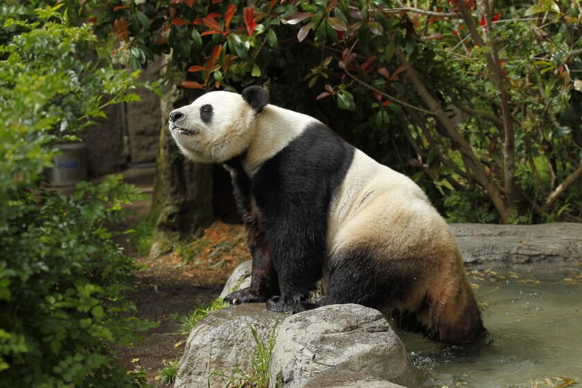 San Diego Zoo Extends Giant Panda Finale To April 29 The San Diego Union Tribune