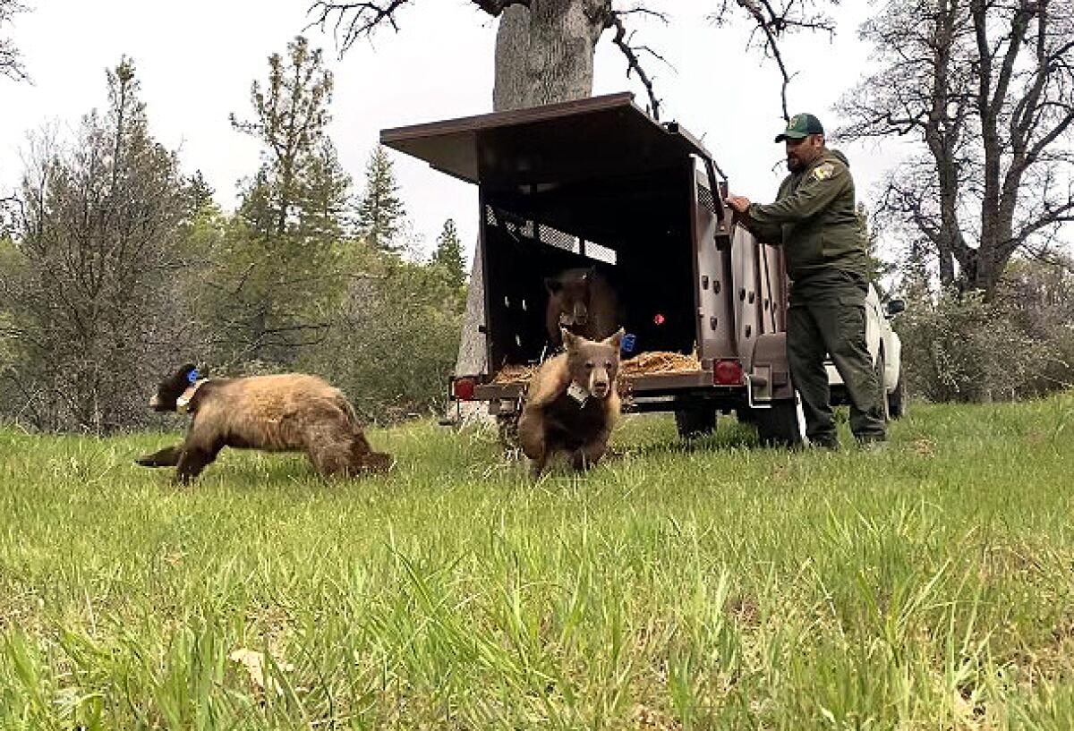 Young bears run out of the back of a truck