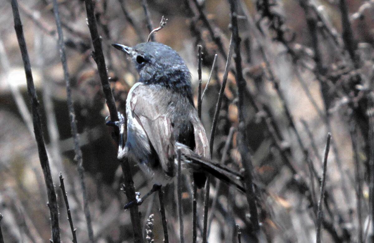 A California gnatcatcher rests in coastal sage scrub on the Palos Verdes Peninsula. Developers say new DNA evidence shows that the bird no longer deserves federal protections, potentially opening prime coastal real estate to development.