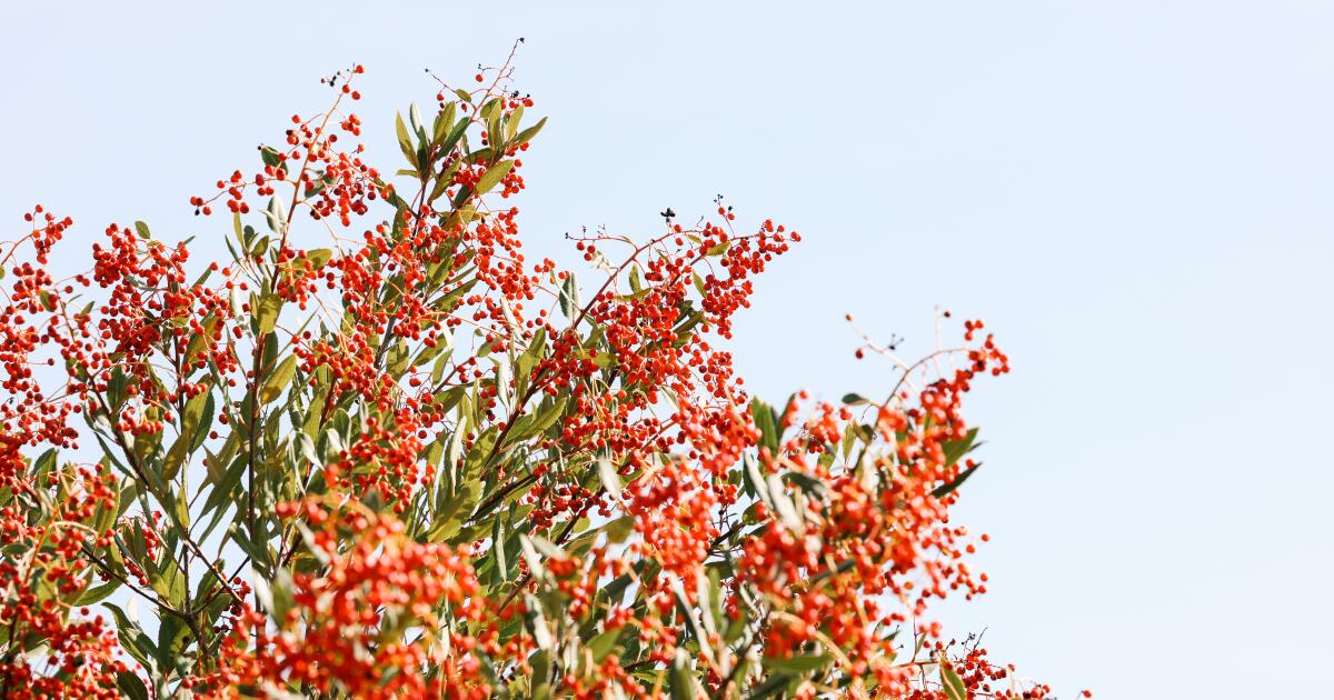 Why you should grow the native plant toyon in your garden - Los