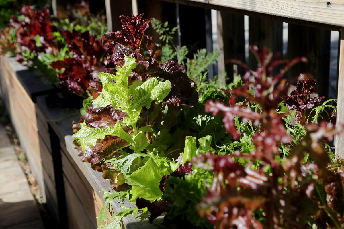 Leafy green vegetables grown in the garden at Poppy & Seed in Anaheim.