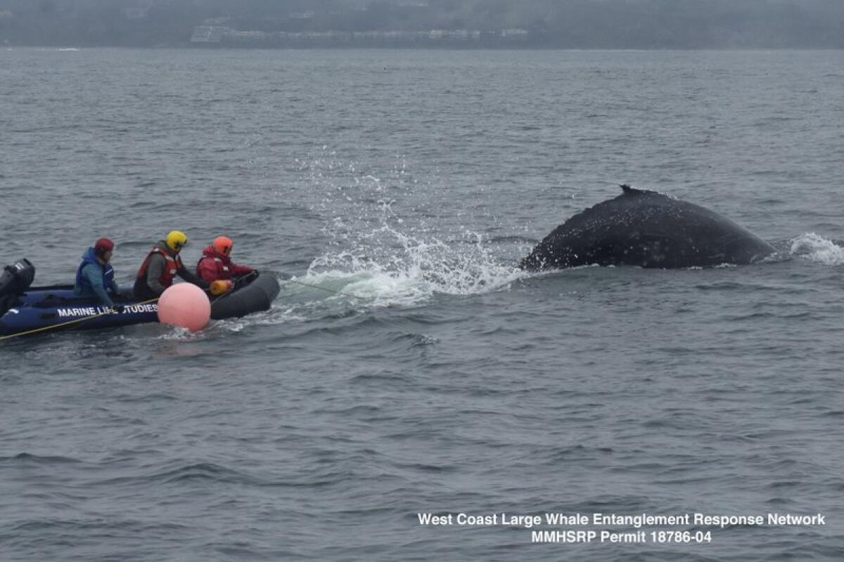 A young humpback whale entangled in fishing gear is freed in Monterey Bay on Friday, days after it was spotted by a fisherman.