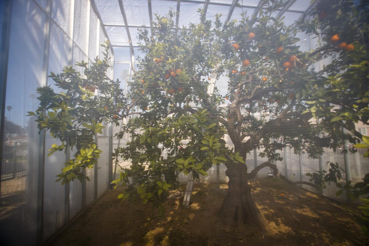 Protective netting surrounds the 147-year-old Parent Washington Navel Orange Tree at the corner of Magnolia Street and Arlington Street in Riverside. It launched California's citrus industry.