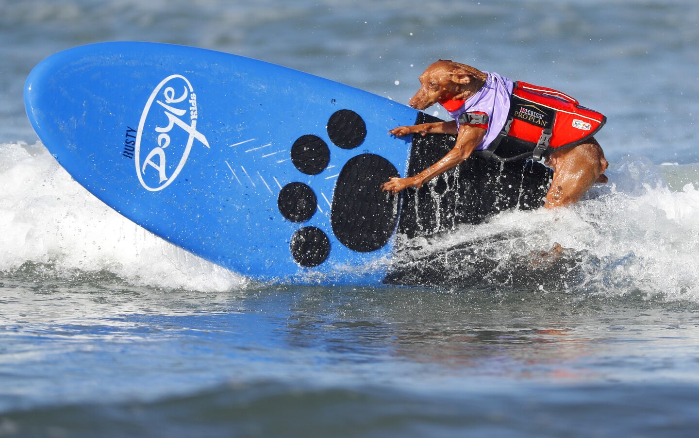 Rusty, a miniature pinscher surfs in the extra small division of the Helen Woodward Animal Center's 16th annual Surf Dog Surf-A-Thon.