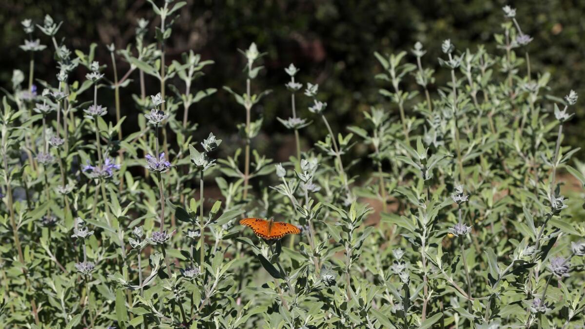 A butterfly is drawn to some sage.