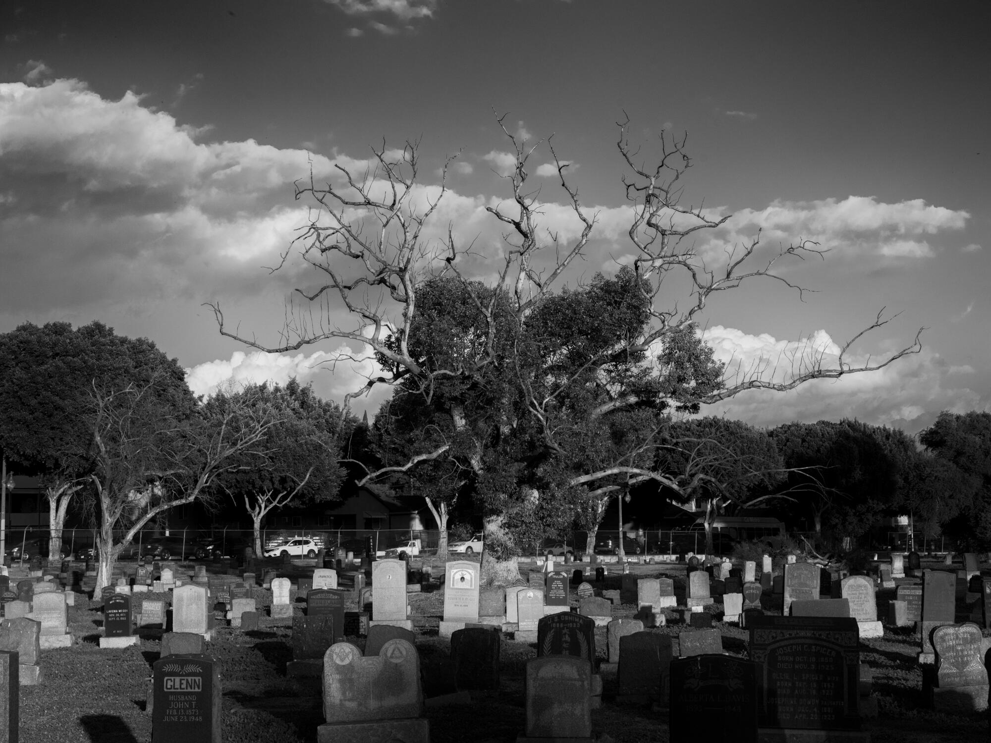A camphor tree, Cinnamomum camphora, at Evergreen Cemetery.