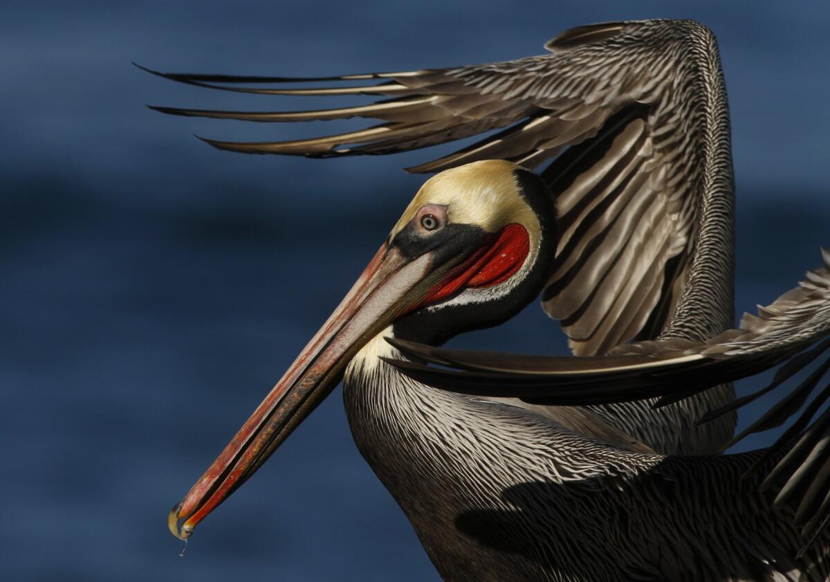 Good wildlife viewing (like this pelican) at La Jolla Cove in San Diego, which made Family Vacation Critic's top 10 list of best family beaches in the U.S.