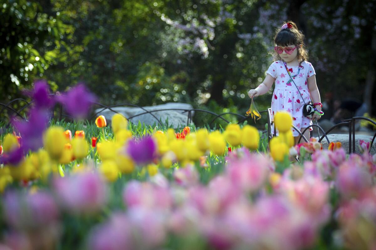 A young girl in heart-shaped glasses walks past tulips of various colors  in bloom at a garden. 