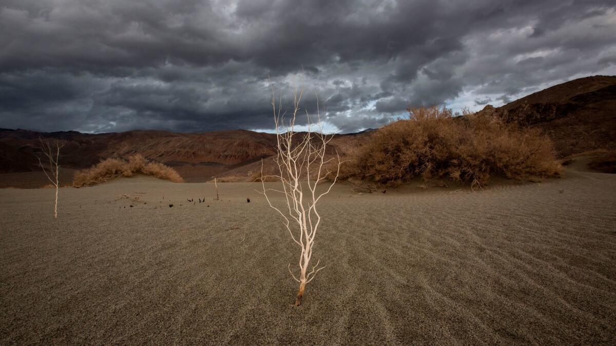 A plant stands over desert sands near Lone Pine, Calif. as a series of strong storms moves into California on Jan. 8, 2017.