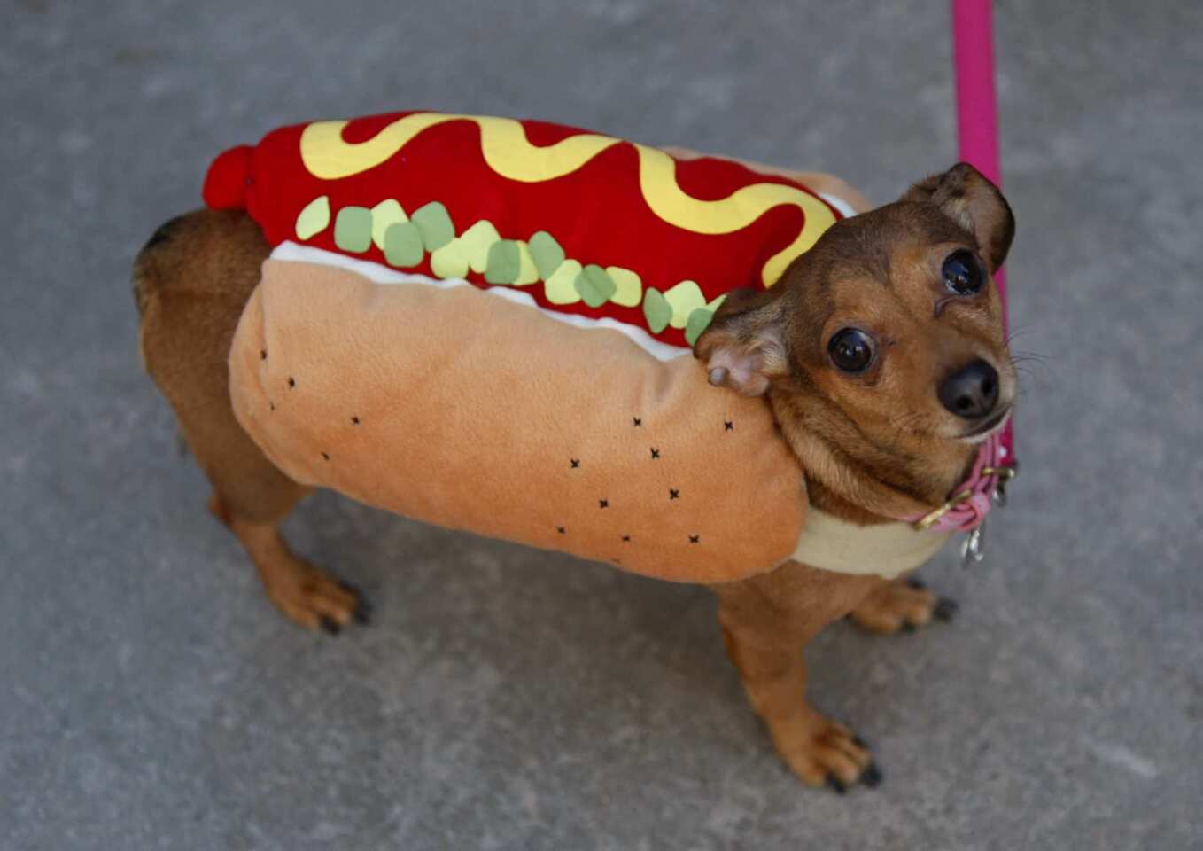 Another hot dogger