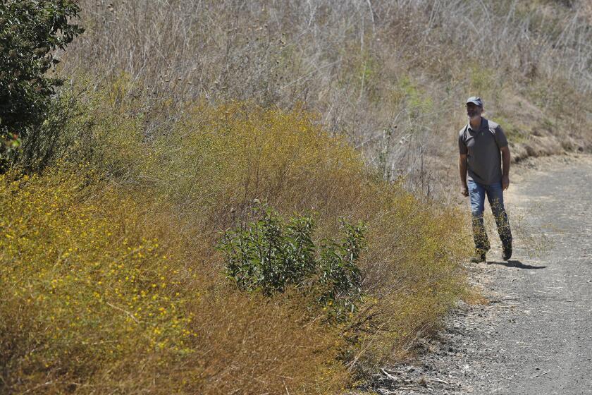 Project Manager Robert Freese walks a ridge road above Bee Flat Canyon where he looks at the growth of yellow tarplant, which was part of the 10-year restoration project of the canyon which was recently completed.