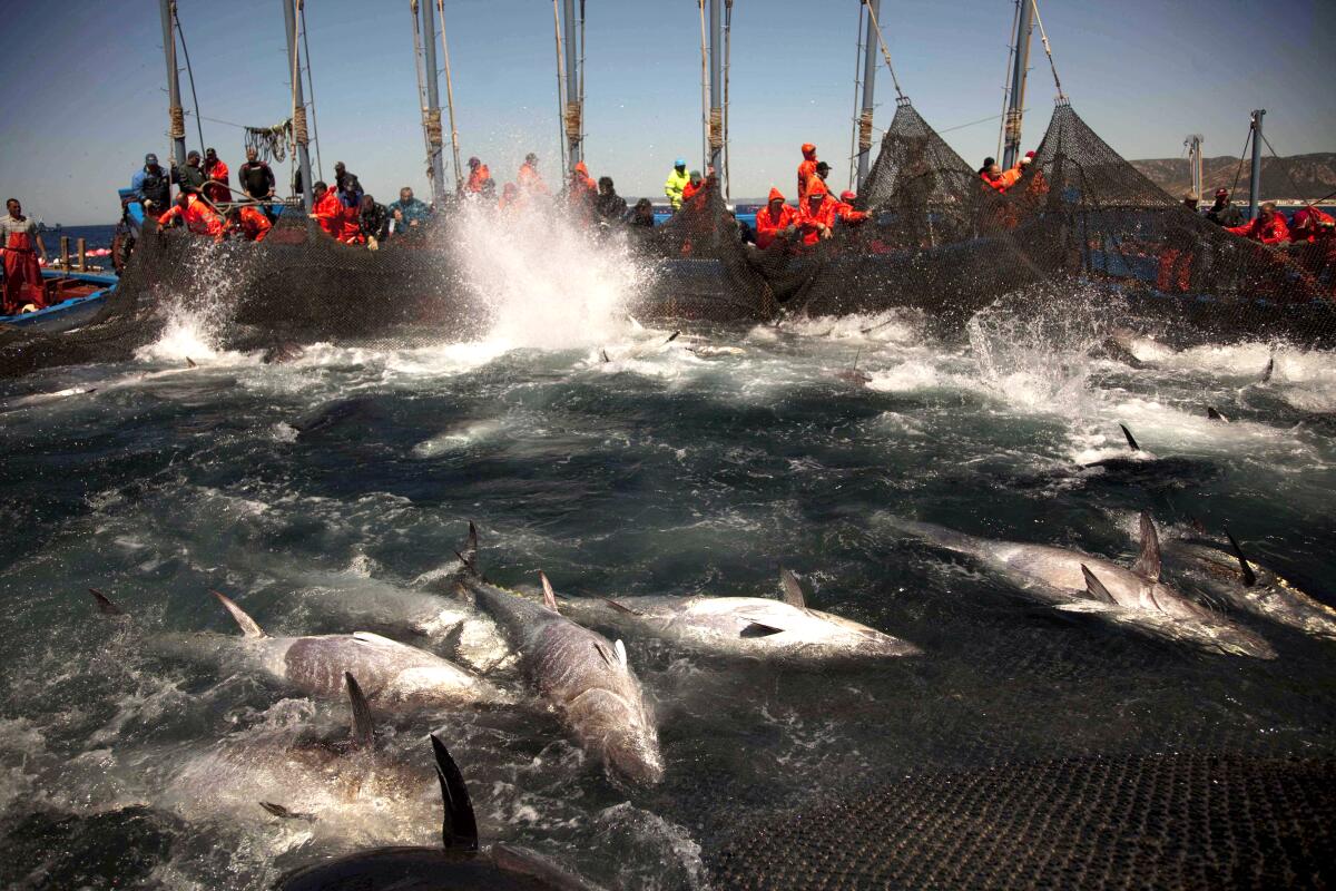 Atlantic bluefin tuna are corralled by fishing nets at the opening of the season for tuna fishing 
