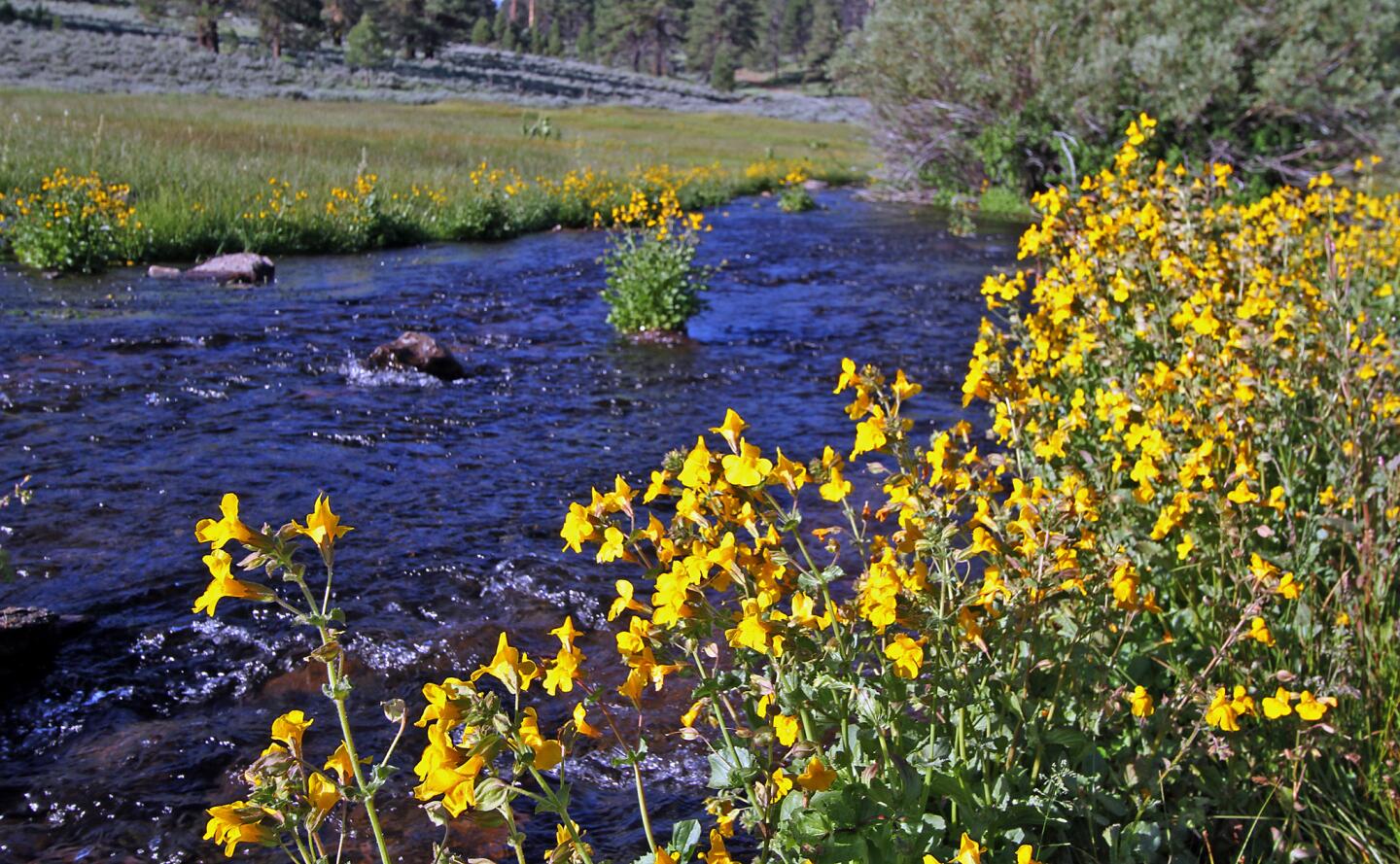 Sagebrush-covered flats and scattered juniper give rise to rocky slopes on the Modoc Plateau in the northeast corner of the state that's home to herds of wild horses and antelope.