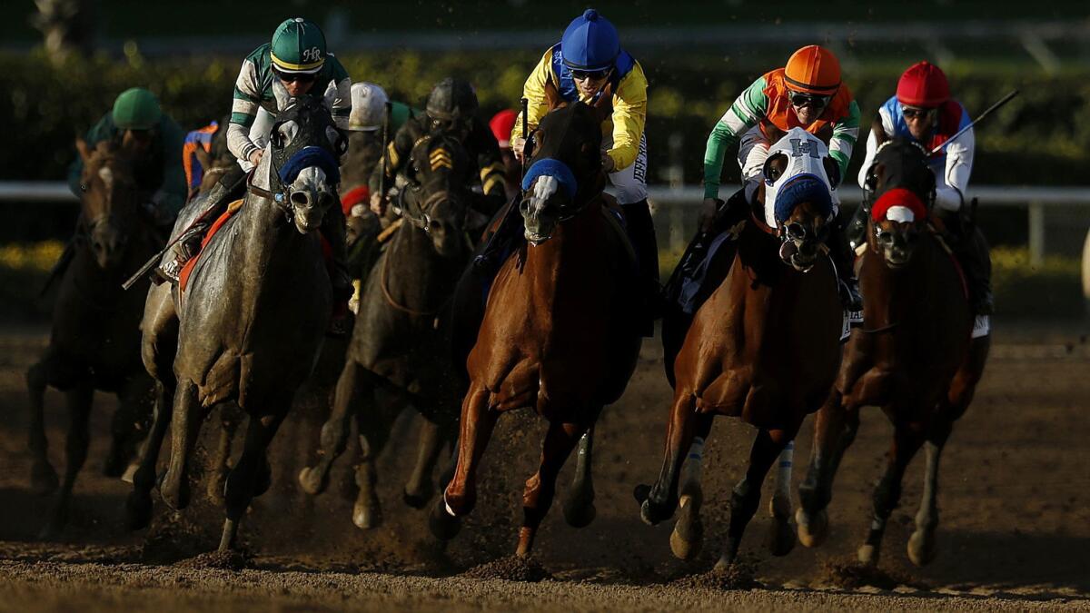 Horses head down the stretch during the San Antonio Stakes at Santa Anita on Dec. 26. Twenty-one horses have died since the start of the track's winter meet.