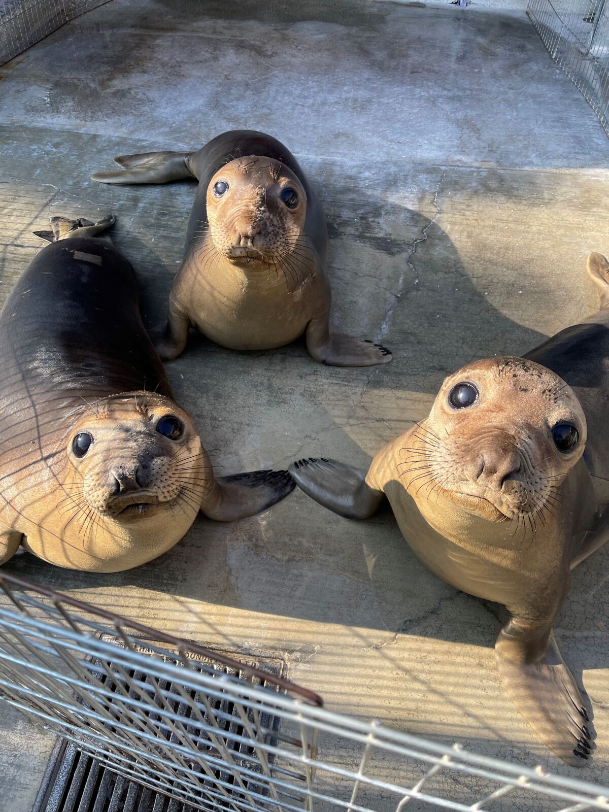 Three elephant seal patients ready to be released back into the wild.