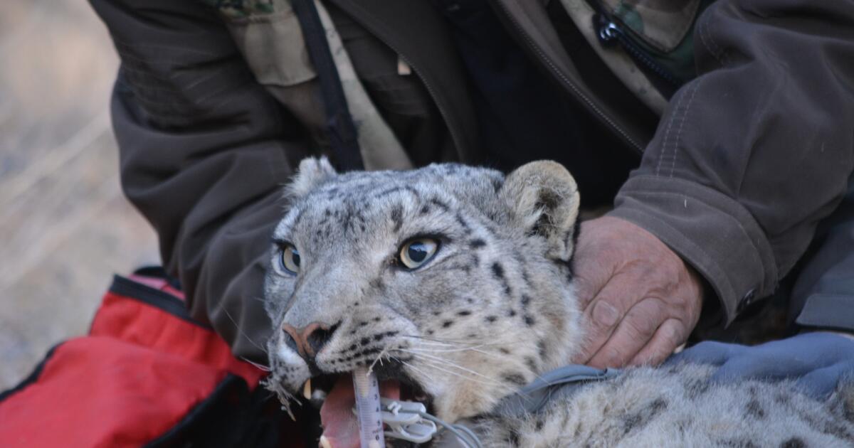 Snow Leopard (Leopard skin) Concept