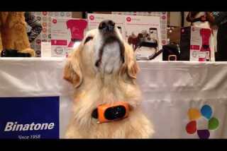 CES 2015: The Binatone Scout 500 tracker for dogs