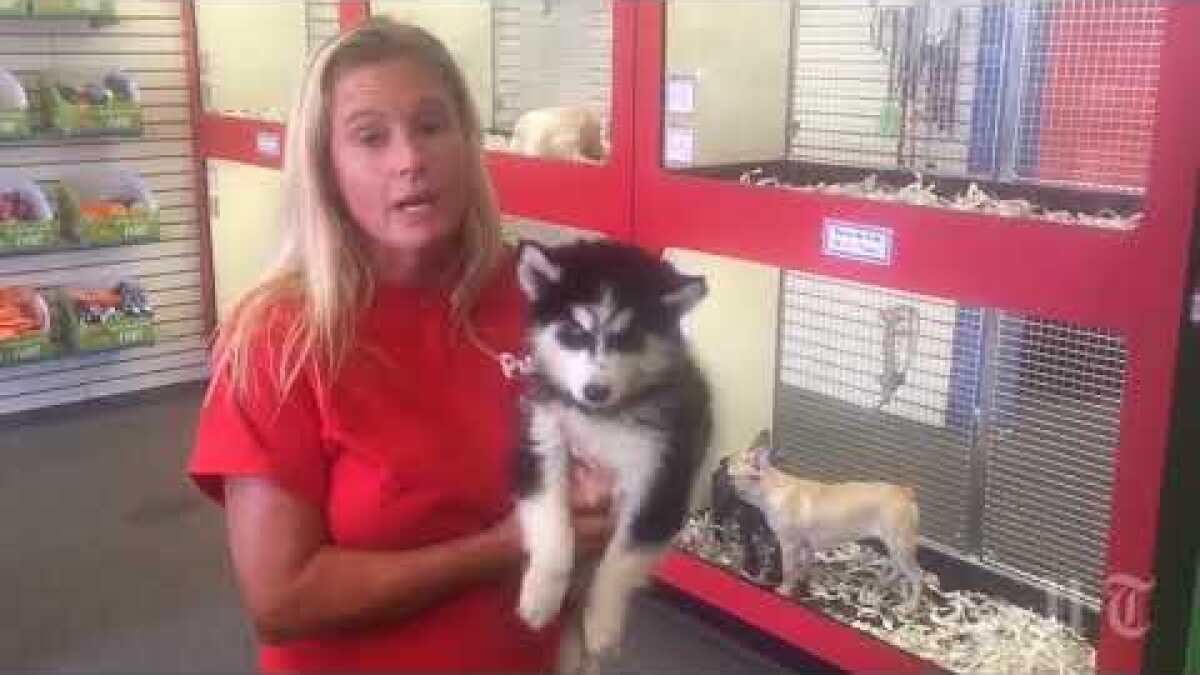 Should You Buy A Puppy Or Kitten From Commercial Breeders The