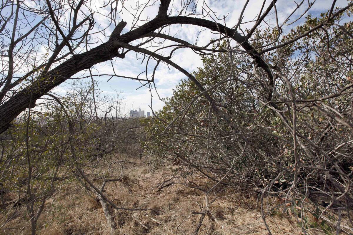 Downtown Los Angeles, which recorded a high of 85 degrees, is seen in the distance through dry brush at Griffith Park on Monday.