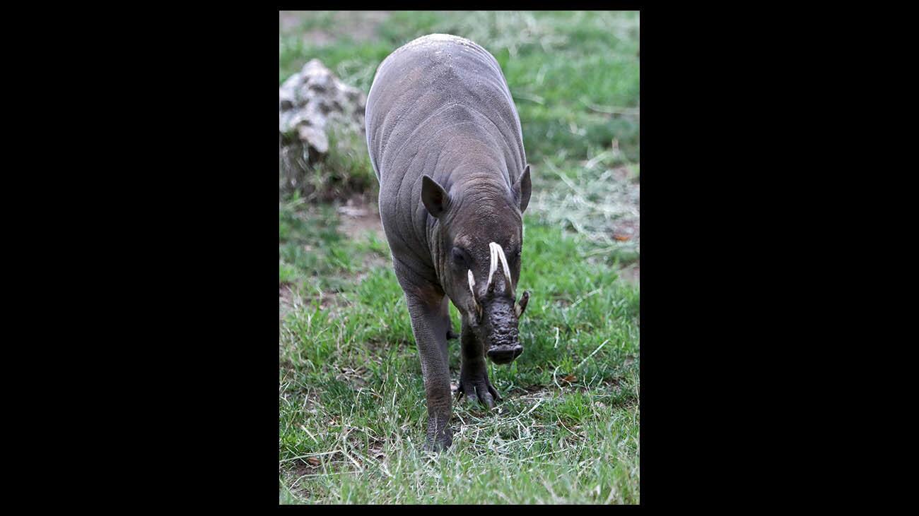 Photo Gallery: L.A. Zoo celebrates Lunar Year of the Pig with various hogs from around the world