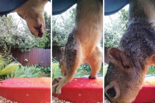 A group of three photos of a squirrel balancing on a birdfeeder.