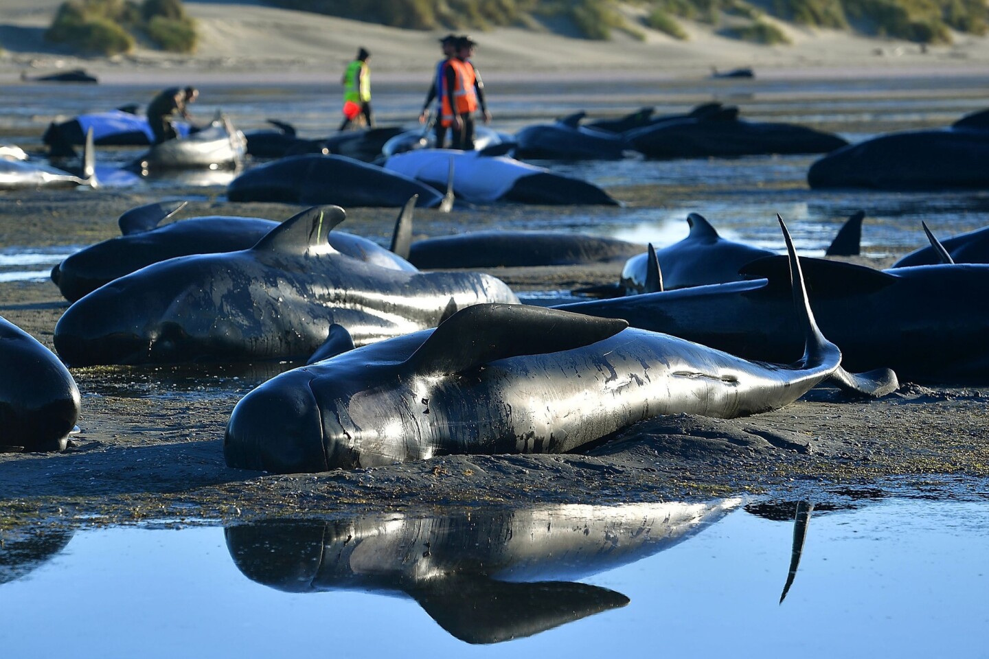 Pilot whales lie on a beach after a mass stranding at Farewell Spit in New Zealand.