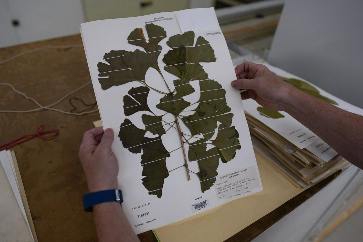 Rich Barclay holds a display of ginkgo leaves in the archives of the National Museum of Natural History in Washington.