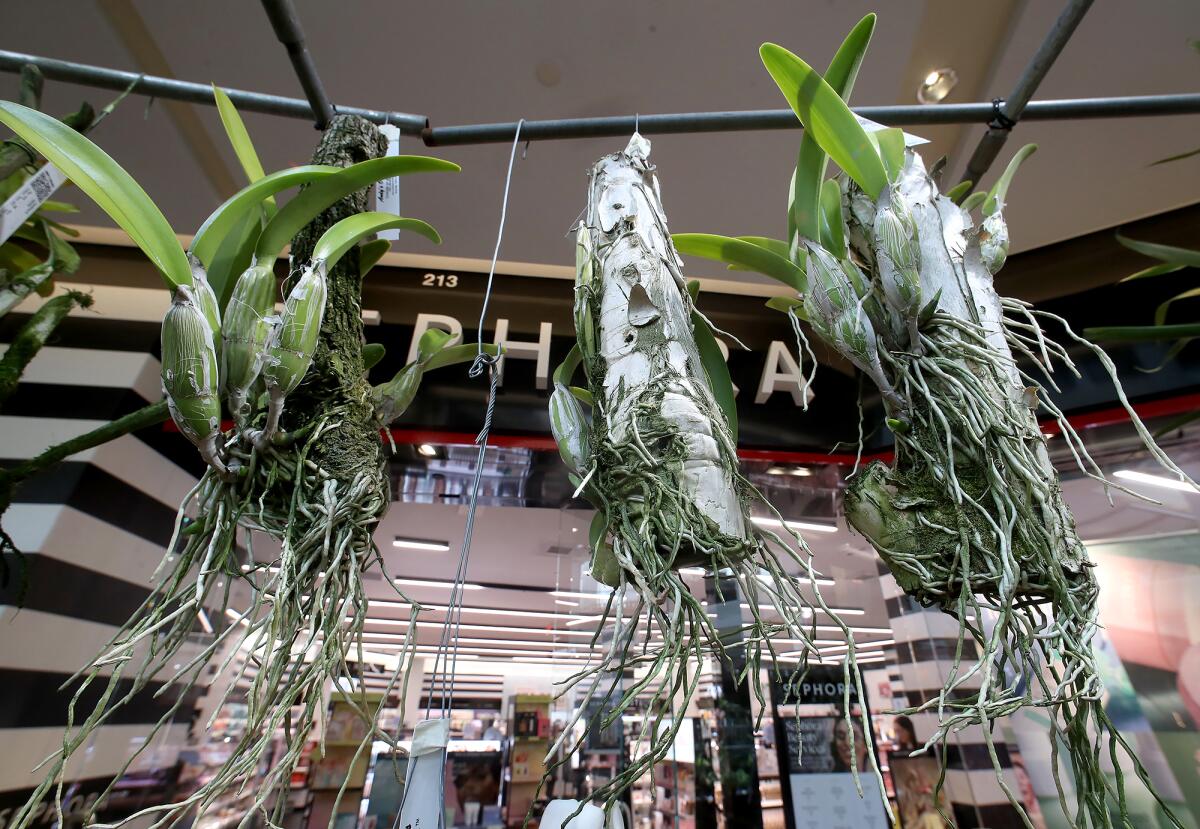 Hanging "air plants" on display in a stall for Andy's Orchids  at South Coast Plaza Thursday.