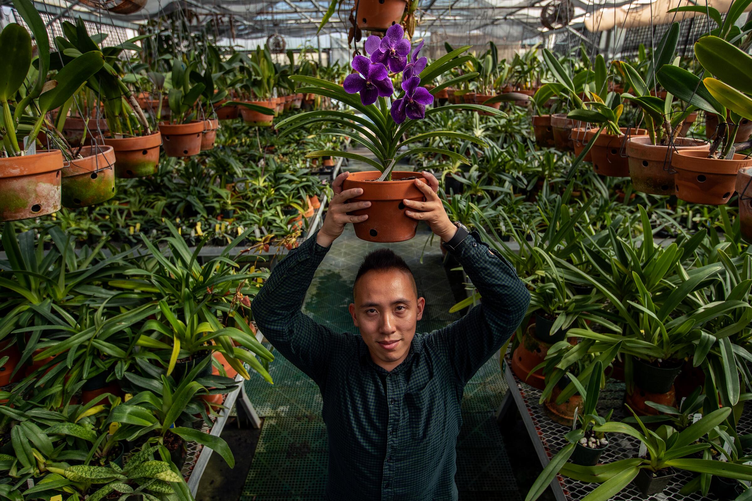 Brandon Tam holds a potted Vanda orchid over his head inside a greenhouse full of orchids.