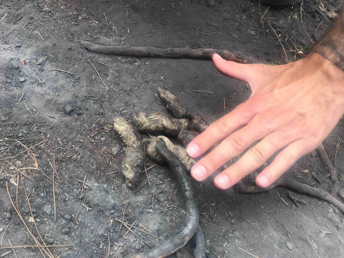 A human hand hovers above a pile of wolf scat.