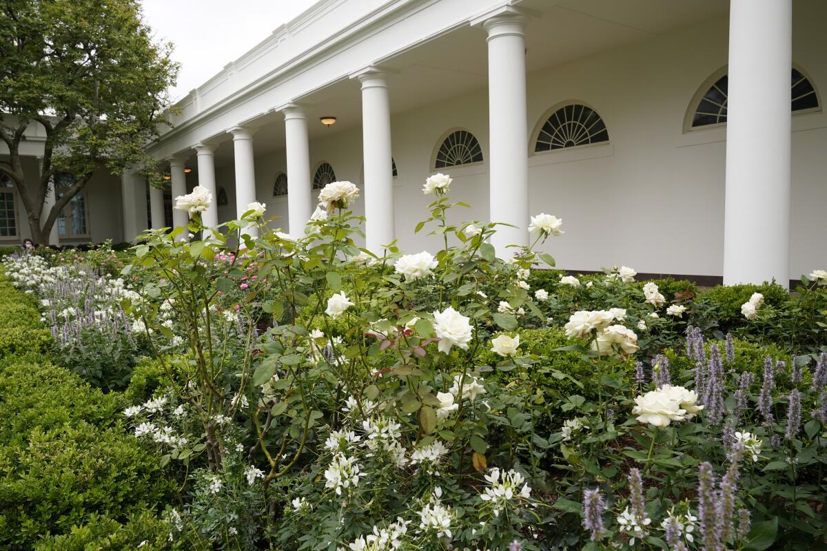 A view of the restored Rose Garden at the White House in Washington last Saturday.