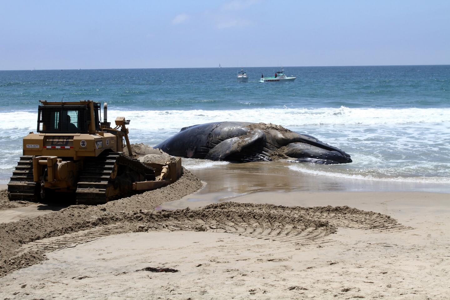 Photo Gallery: Dead Humpback whale washes up on shore at Dockweiler State Beach