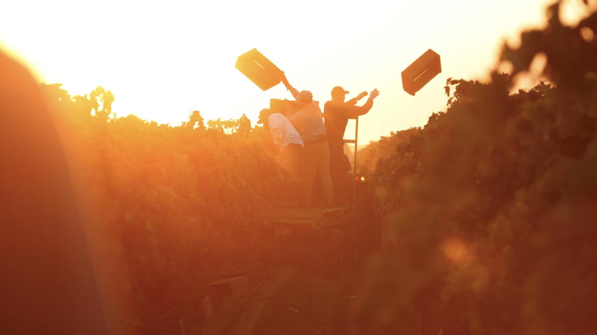 Farmworkers toss wooden crates into the fields for workers to use in picking grapes in Madera. (Gary Coronado / Los Angeles Times)