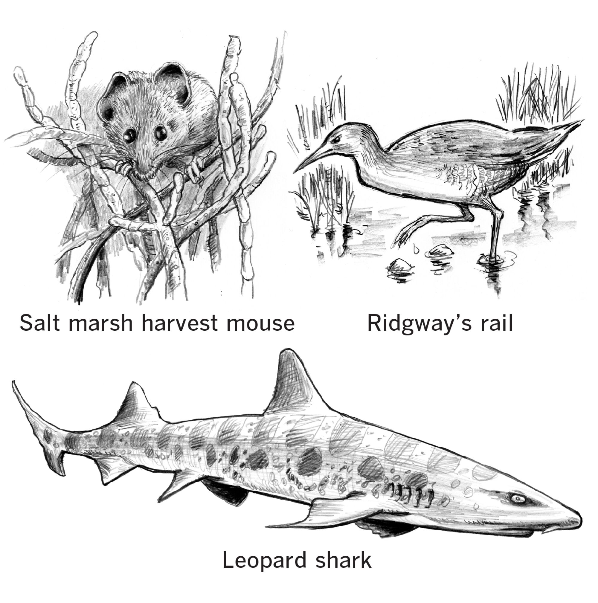 Marsh animals, including harvest mouse, Ridgway's rail and leopard shark.