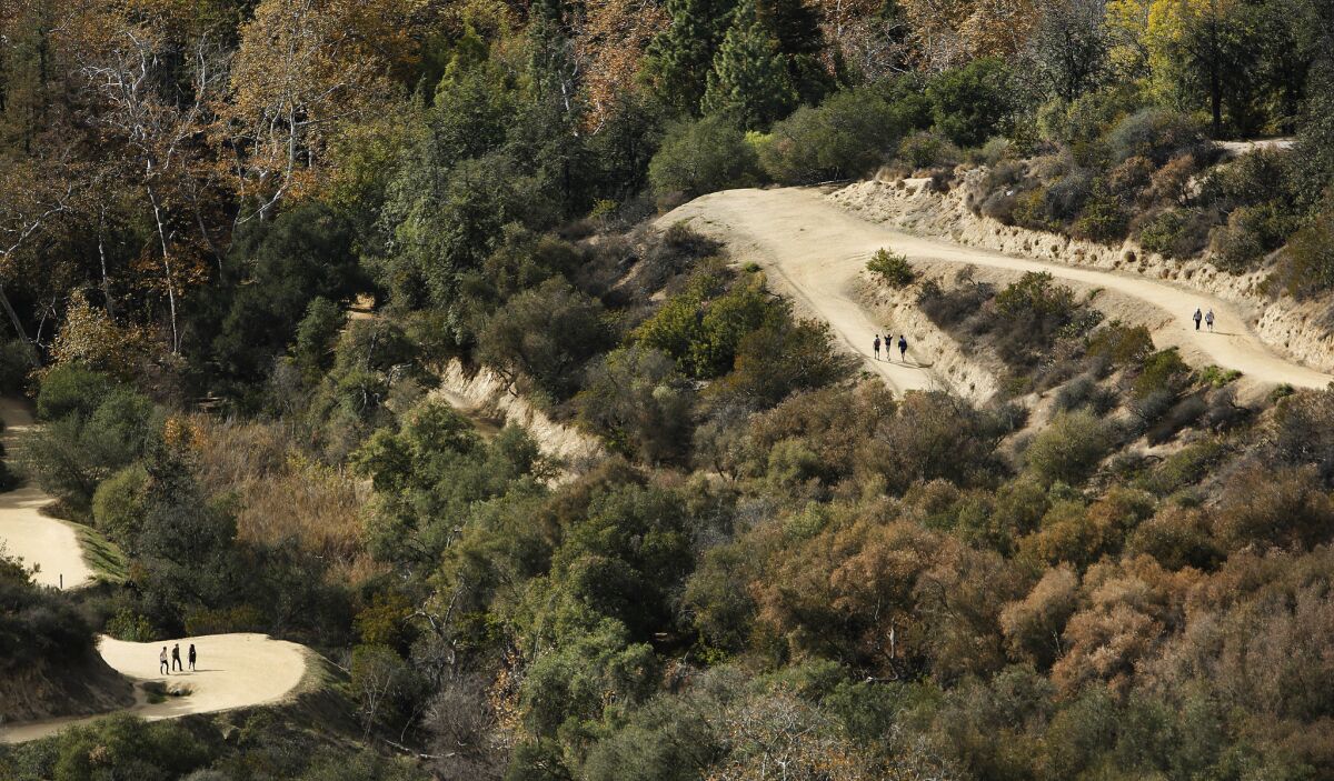You can find plants from L.A.'s ancient past in places as close as Griffith Park.