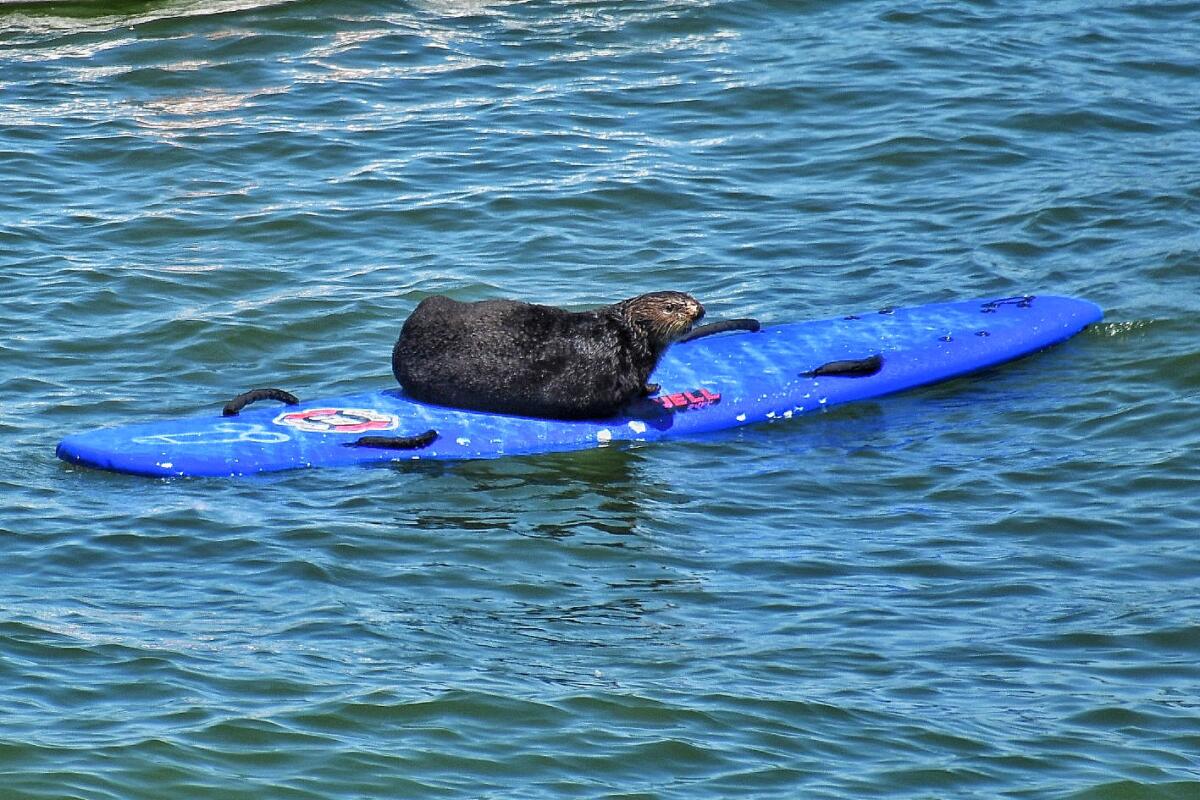 A sea otter on a blue surfboard in the ocean.