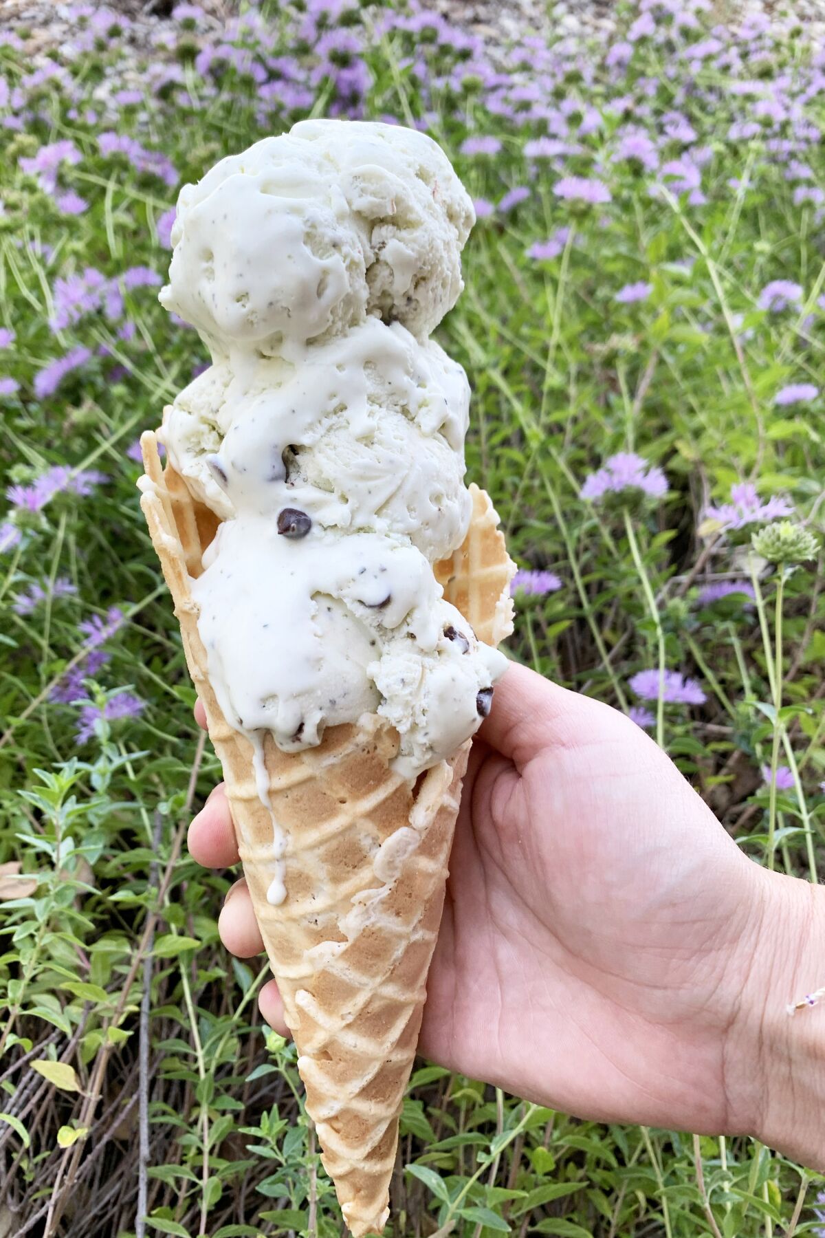 A triple-dip cone of coyote mint chip ice cream, flavored by the purple-flowered coyote mint.
