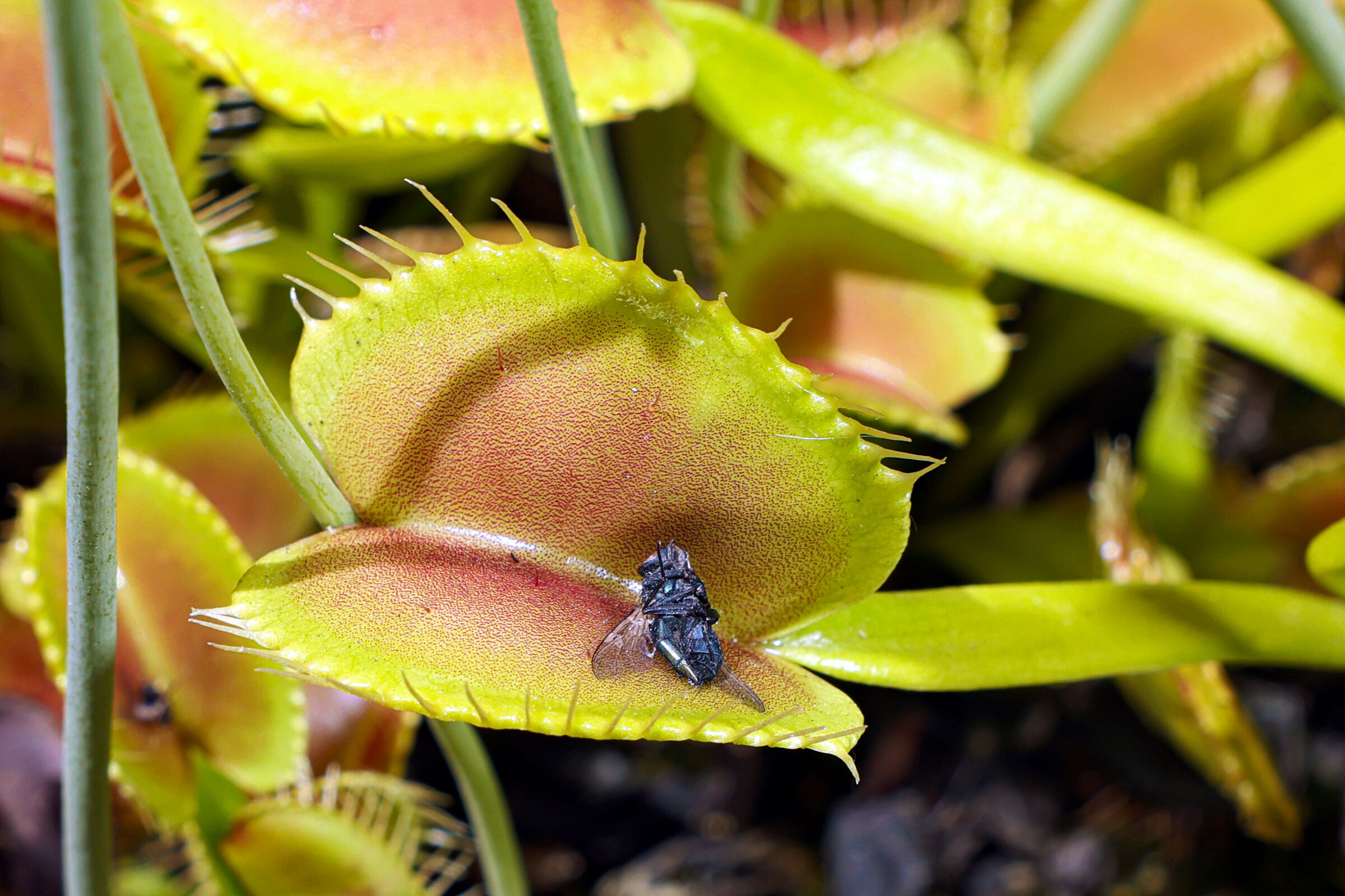 A fly sits inside leaves of a Venus flytrap.