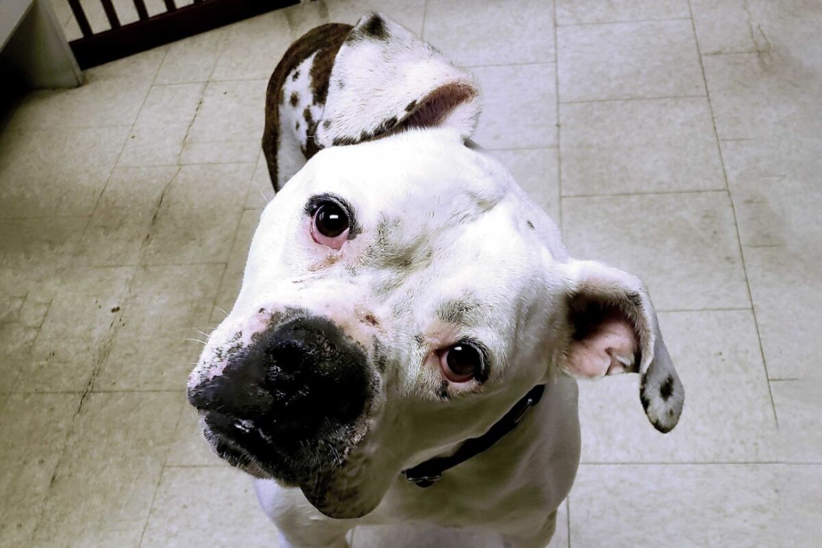 Roscoe, a five-year-old American bulldog, is sheltering in place with San Diego Humane Society volunteer Becky Lowndes, while he waits to be adopted to a new home.