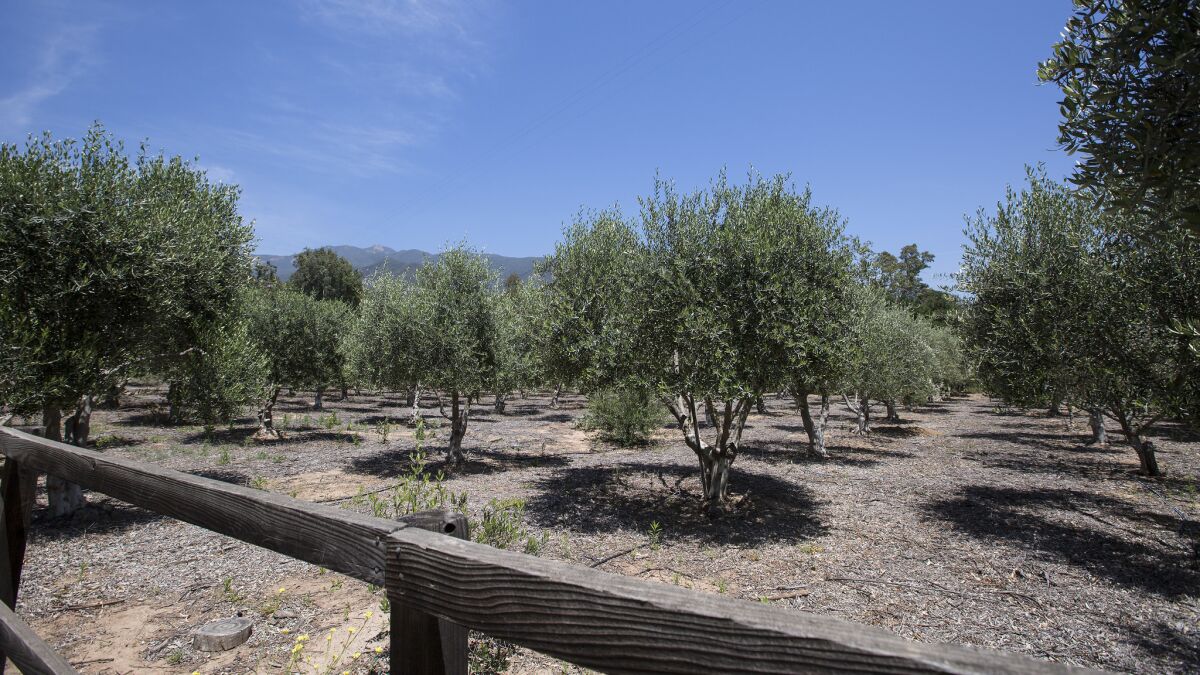Olive orchard at Ojai Olive Oil Company outside the Ventura County town of Ojai, Calif.