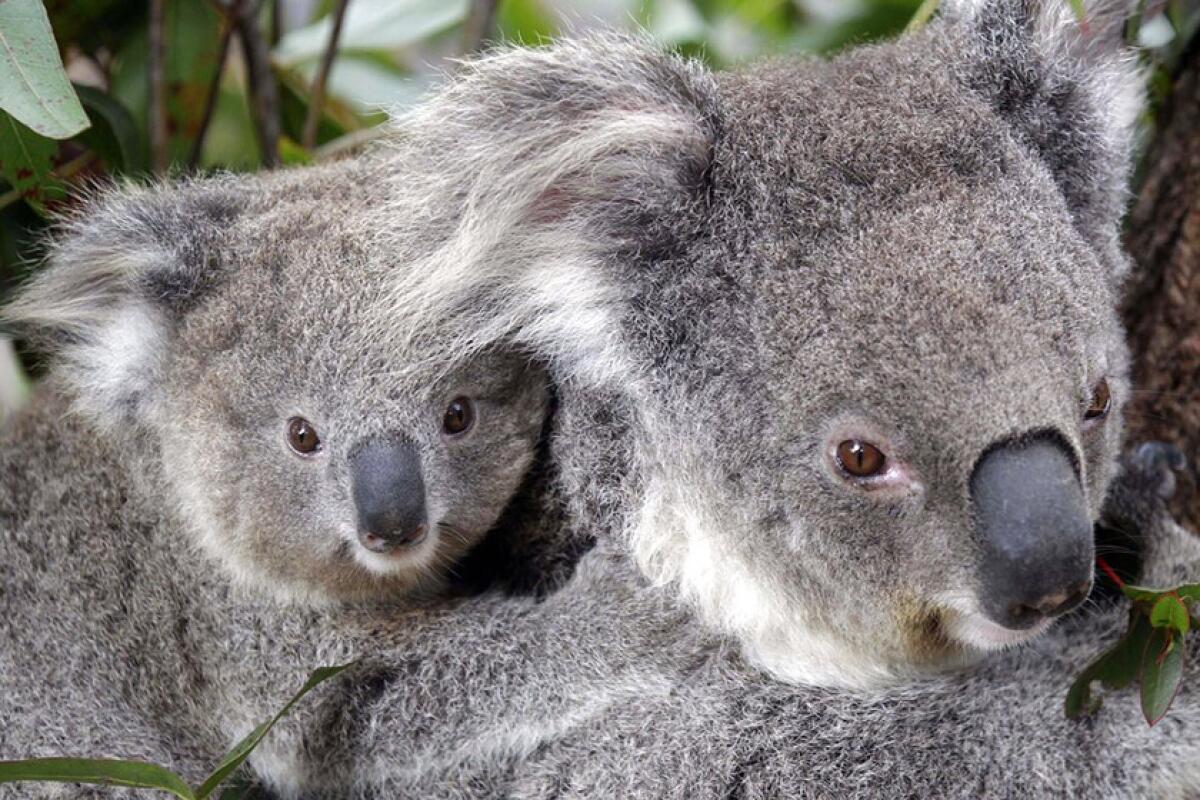 Two koalas climb a tree at a zoo in Sydney, Australia, in 2011.