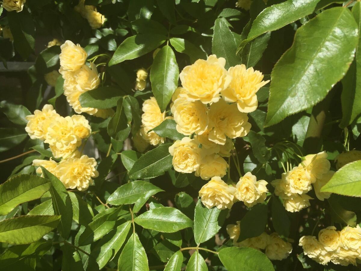 Yellow Rosa banksiae ‘Lutea’ is a vigorous, once-blooming, profusely flowering climbing rose.