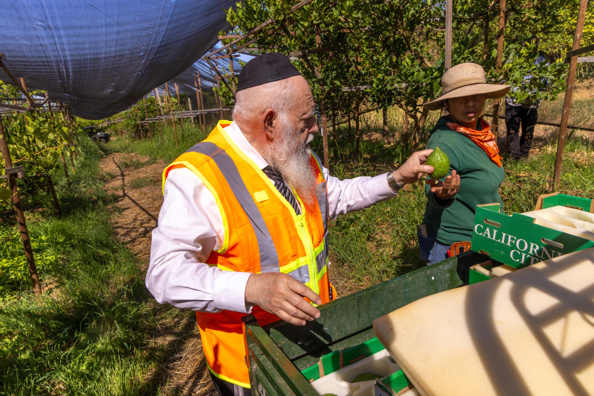 Rabbi Avrohom Teichman checks citron picked by a farmworker  at Lindcove Ranch.