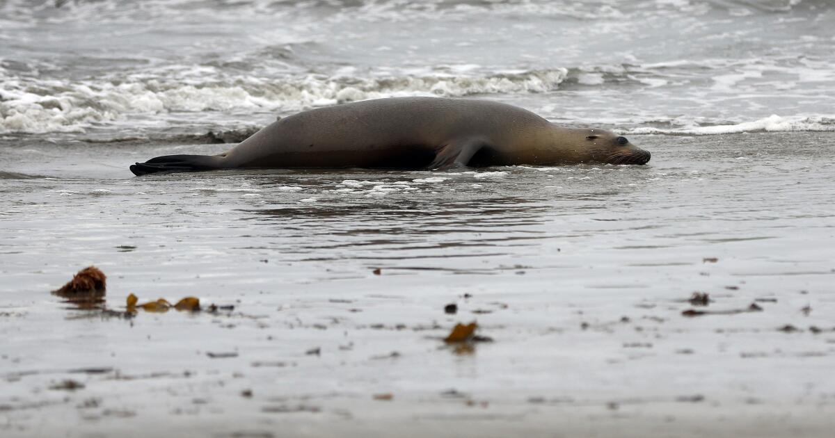 Outbreak of neurotoxin killing unprecedented number of sea lions along California coast Outbreak of neurotoxin killing unprecedented number of sea lions along California coast