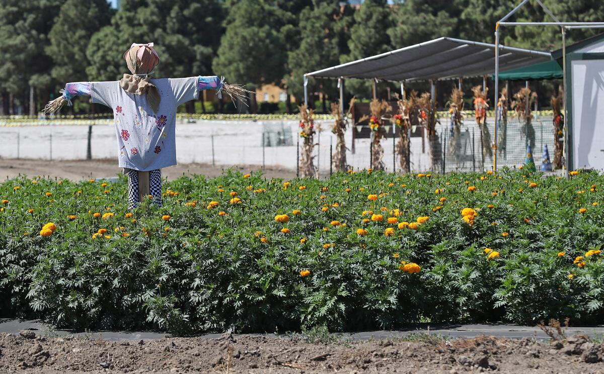 A scarecrow stands in a field of bright orange marigolds blooming for Dia de Los Muretos at Hana Field in Costa Mesa.