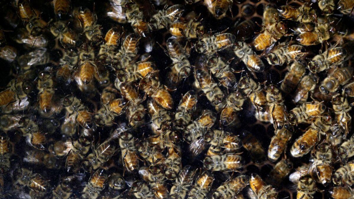 The U.S. Environmental Protection Agency said Thursday that three pesticides linked to bee deaths are safe in most uses.
