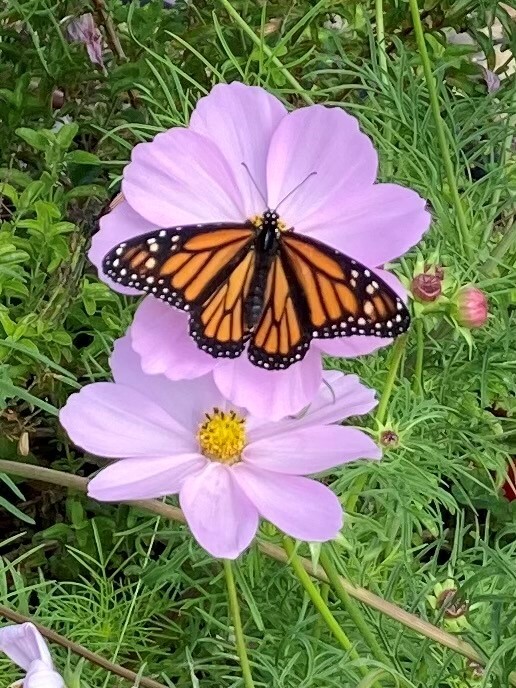 A monarch butterfly explores the cosmos.
